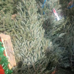 Christmass Trees ( Real ).