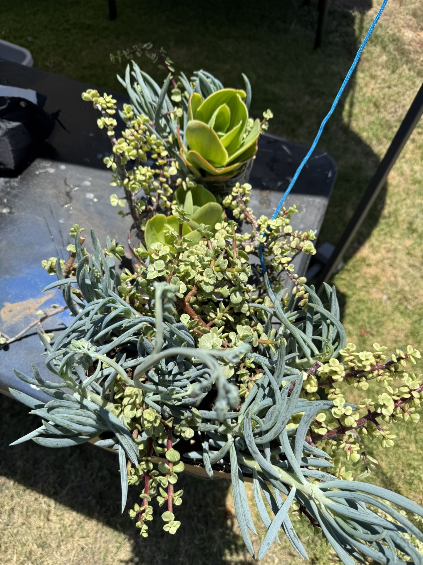 Succulents