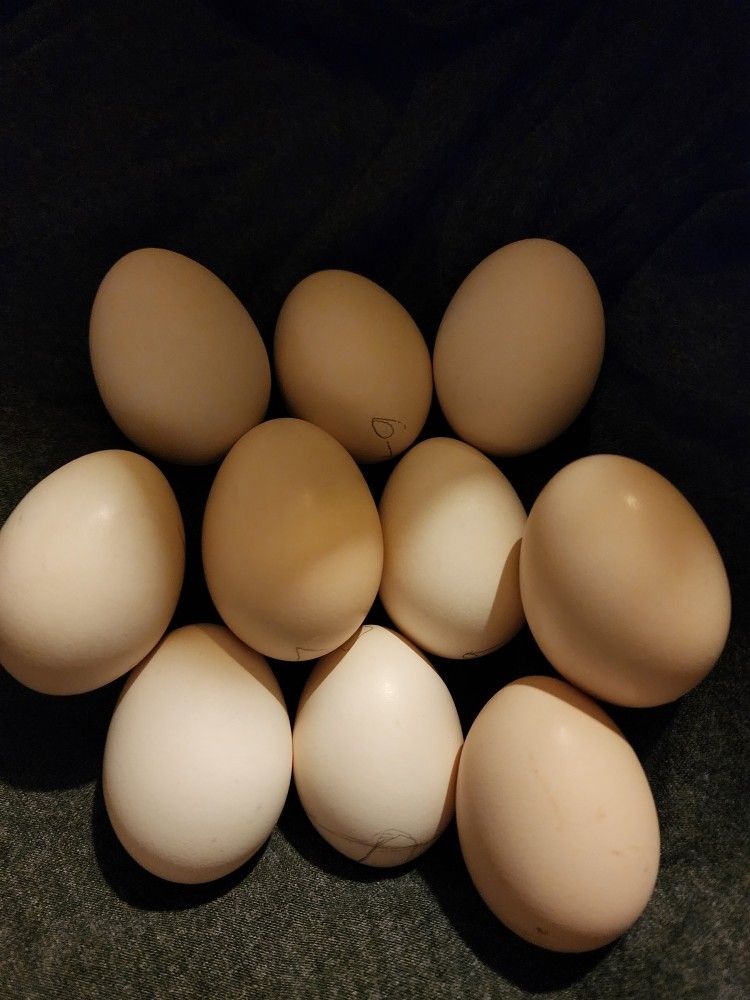 Chicken eggs for sale fertilized eggs