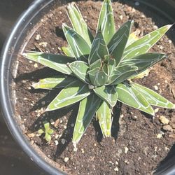 agave victoria reginae 
