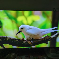 Sony 75 Inch TV 4k UHD