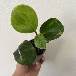 Baby Rubber Plant