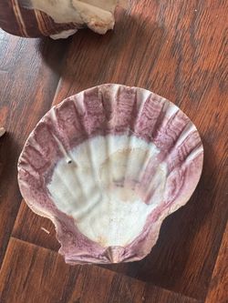 Sea shells 20$ for all