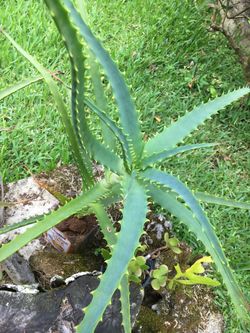 Nice Aloe plant for inside and out