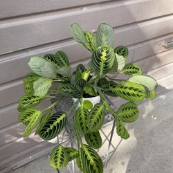 6” maranta lemon lime 