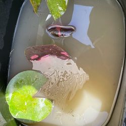 Four Leaf Variegated Water Lily Pond Plant 