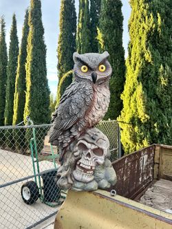 Owl