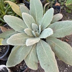 Planta Del Desierto
