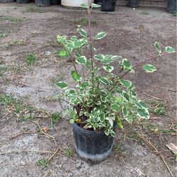 planta de Charly