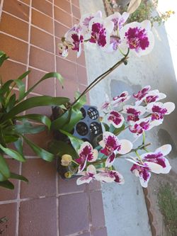 Orchids white and purple $12 each 3 available with buds