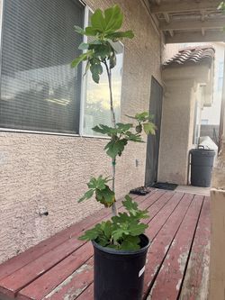 Calamunding or Calamansi