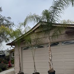 Queen Palms