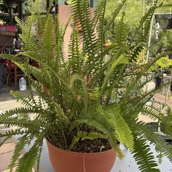 Elecho plant 3 ft