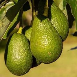 Grafted Fuerte Avocado Trees 5gallon —@(contact info removed)@