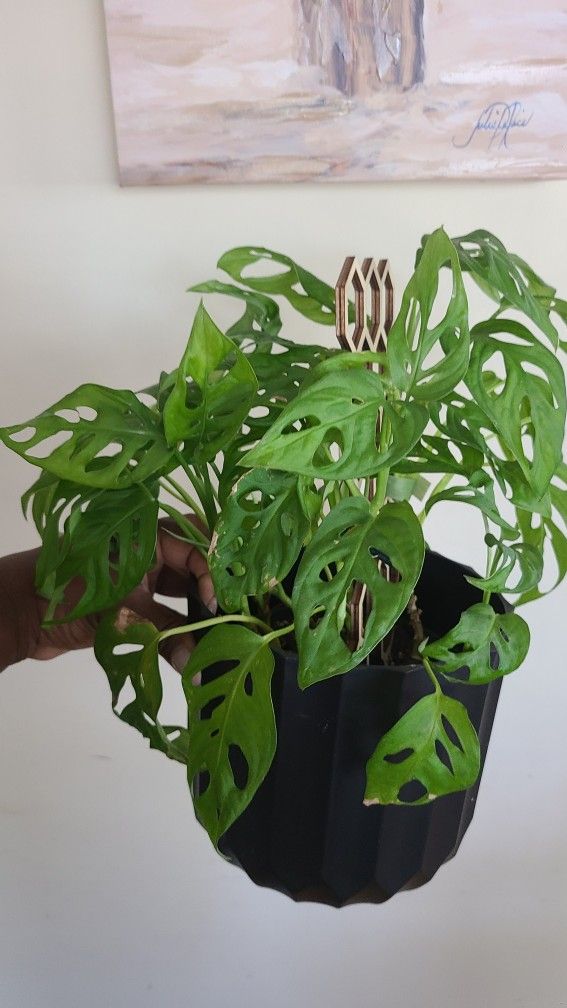 Mini MONSTERA for Sale in Long Beach, CA - OfferUp