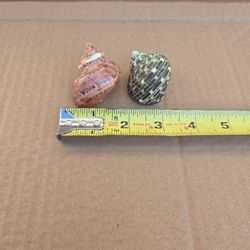 Medium Hermit Crab Shells