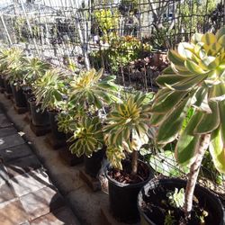 Succulent Aeonium Sunburst