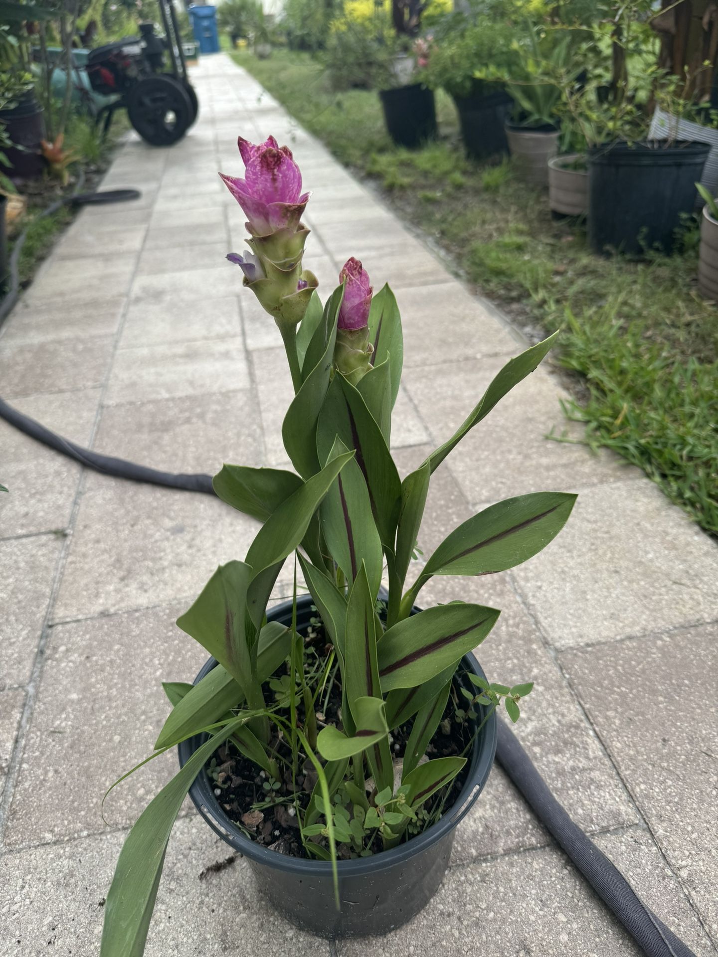 Circuma Ginger Siam Tulip