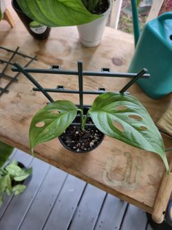 Monstera Adansonii Narrow Leaf Form Plant 