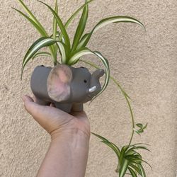 Beautiful Variegated Spider Plant With Cute Elephant Pot