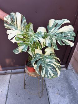 6” monstera creme brulee