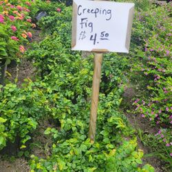 Creeping Fig