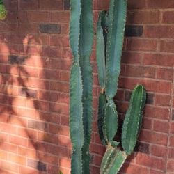 Peruvian Apple Cactus