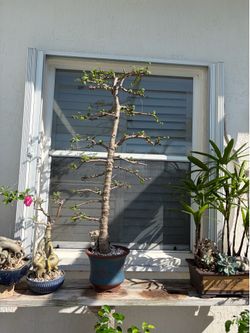 Jade Portulacaria bonsai