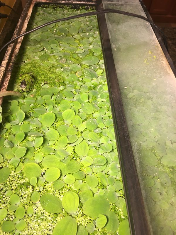 Dwarf water lettuce live aquarium plant for Sale in ...
