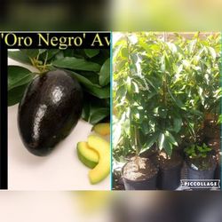 Oro Negro Avocado Grafted Trees In 3 Gal Creamest  Nutty Flavor 