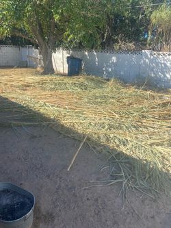 Bamboo Poles – Large Quantity – Make an Offer**