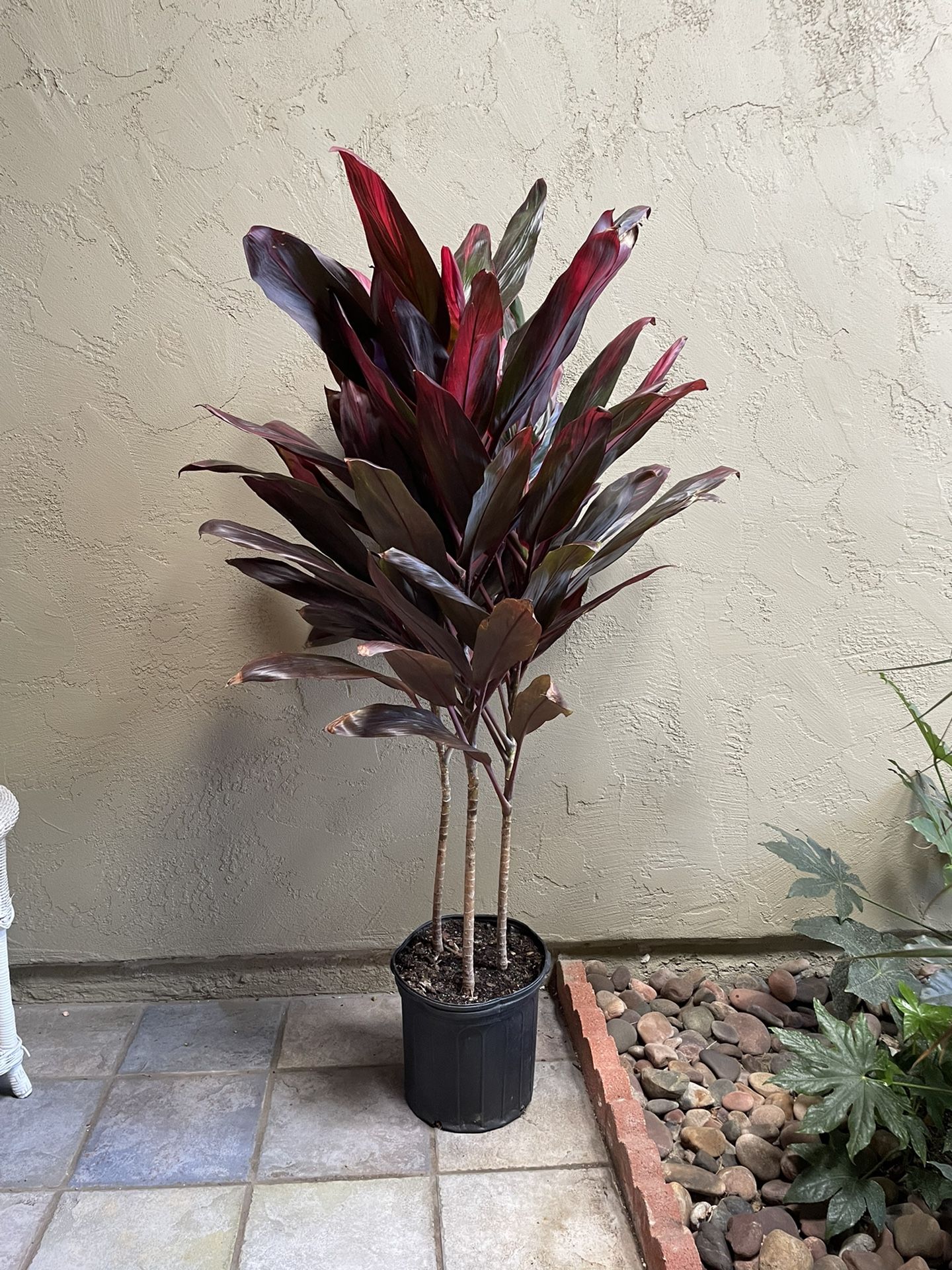 6 Foot Cordyline Hawaiian Ti Plant
