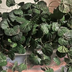 Silk Plants In Baskets