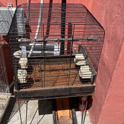 Bird Cage