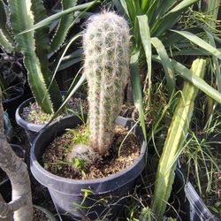 Cactus Plant