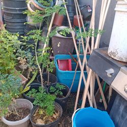 Moringa 25 Cada Una