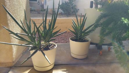 Sansevieria plants