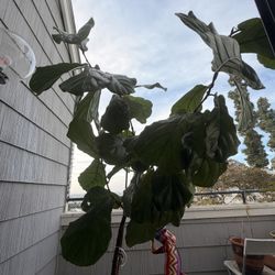 Tall, Healthy Fiddle Leaf Plant Over 6 Feet Tall