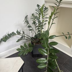 Large ZZ plant