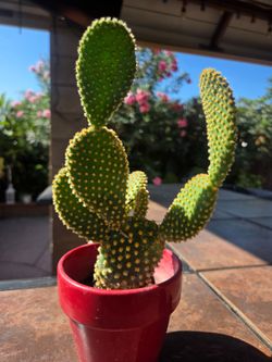 Cactus Decorative 🌵