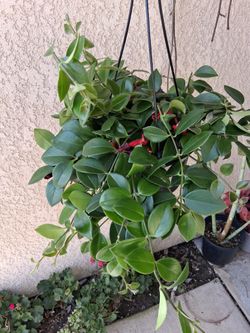 Lipstick Plant $38