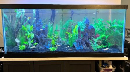 75 gallon fish tank