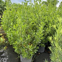 Green Buttonwood Plants (5 FT)