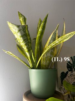 Cheap plants