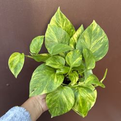 4” Neon Queen Pothos