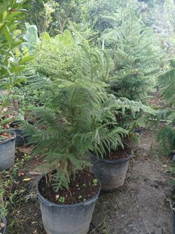 Norfolk Pine Tree 15gl $110🌲