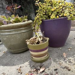 Potted Succulents 