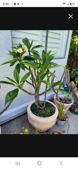Plumeria tree