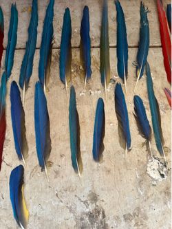 Macaw feathers