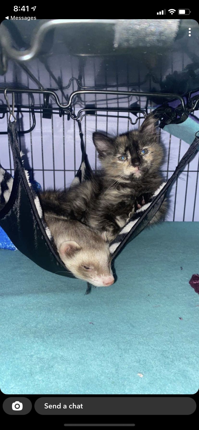Ferret Nation Cage